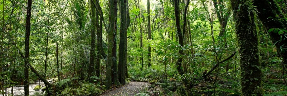 Panamá apuesta a convertirse en un destino de turismo verde con 1000km de senderos