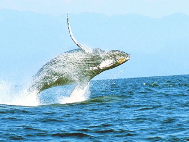 Avistamiento de Ballenas