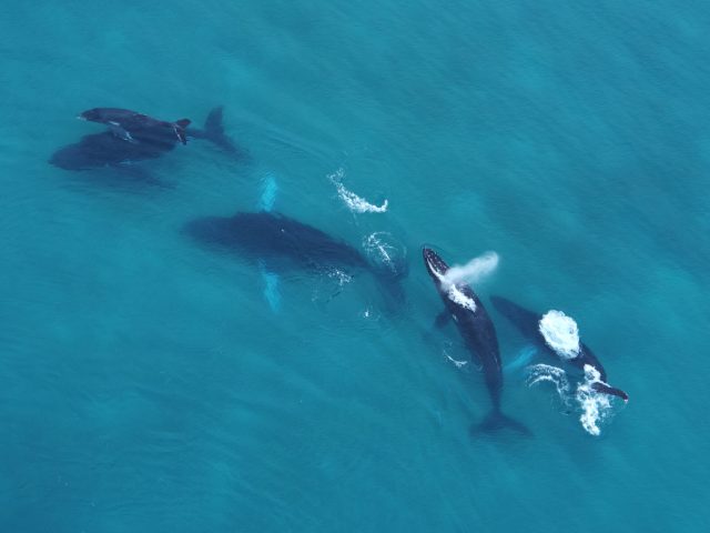 ¡Ha Comenzado la Temporada de Avistamiento de Ballenas en Panamá!