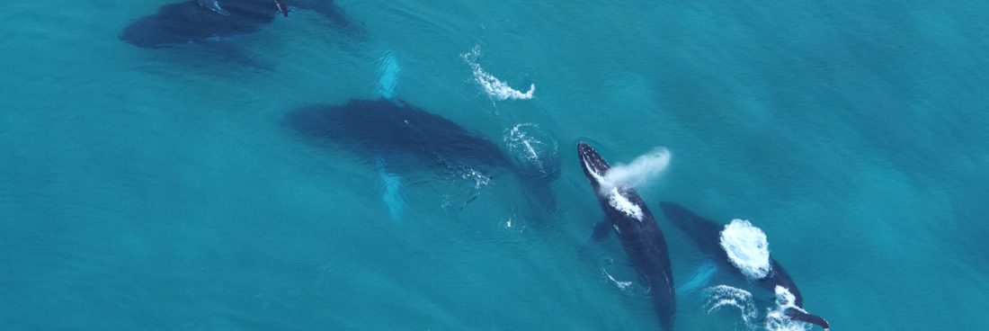 ¡Ha Comenzado la Temporada de Avistamiento de Ballenas en Panamá!