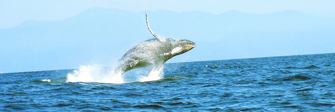 Avistamiento de Ballenas