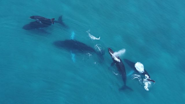 ¡Ha Comenzado la Temporada de Avistamiento de Ballenas en Panamá!