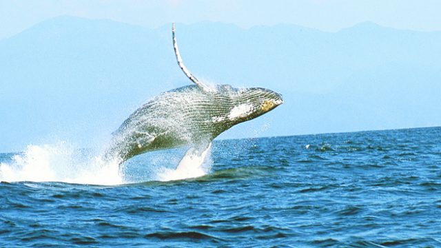 Avistamiento de Ballenas