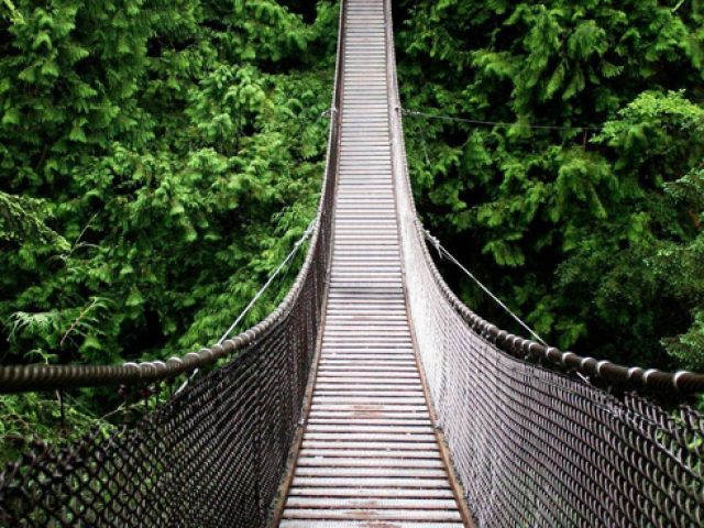 Panamá Rainforest